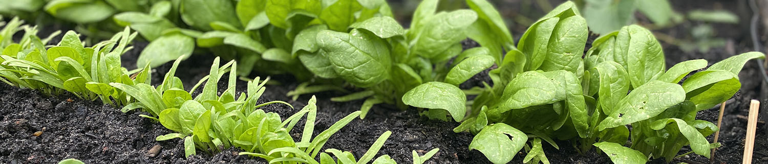 Slider Beet 1500x321